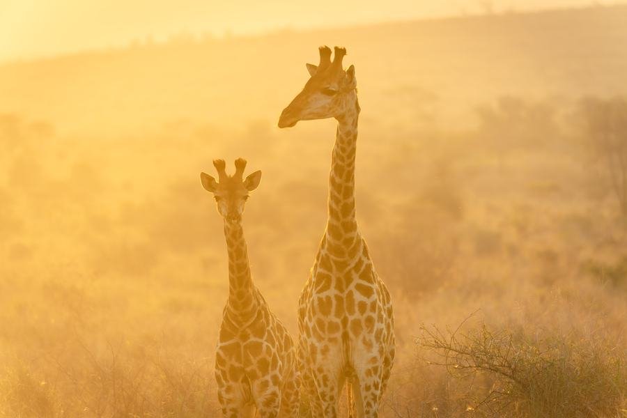Two giraffes standing in heavy golden backlit dust, Zimanga, South Africa