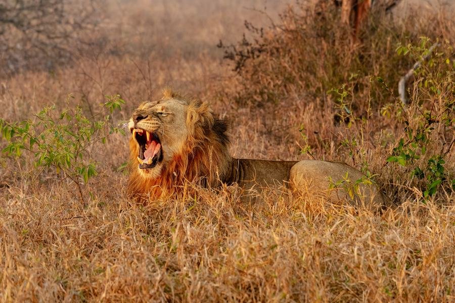 Male lion lying in dry grass with his mouth wide open, calling, mane backlit, MalaMala, South Africa