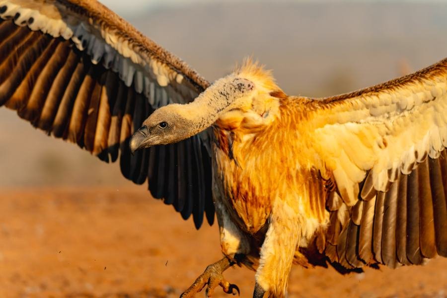 White-backed vulture landing on red sand with wings fully spread, Zimanga, South Africa