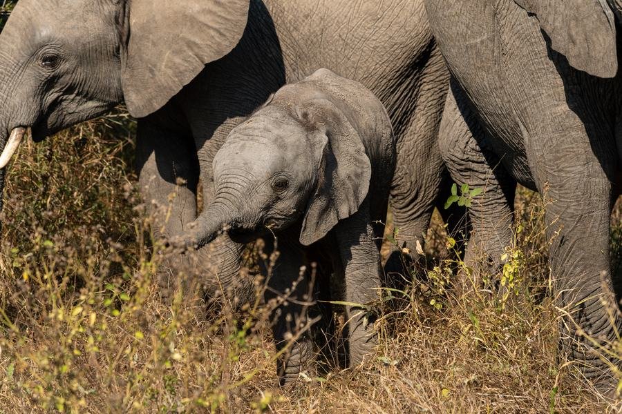 Young elephant calf walking among the legs of the adult herd, MalaMala, South Africa