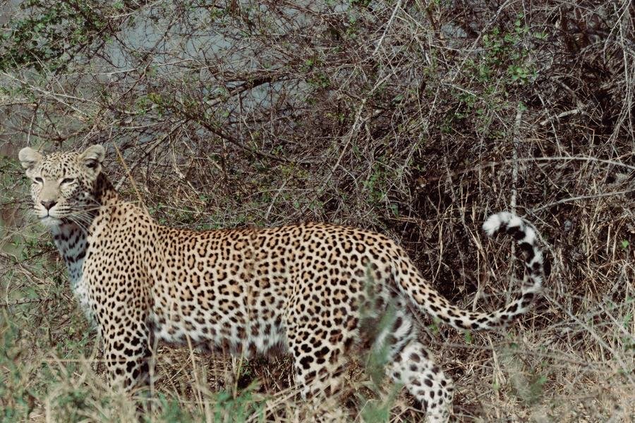Leopard walking in profile through dense dry thicket, tail curled, MalaMala, South Africa
