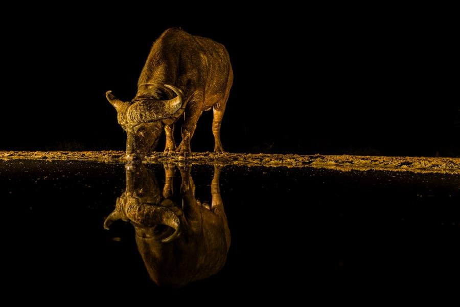 Cape buffalo drinking at a night waterhole, lit against black with a full reflection, Zimanga, South Africa