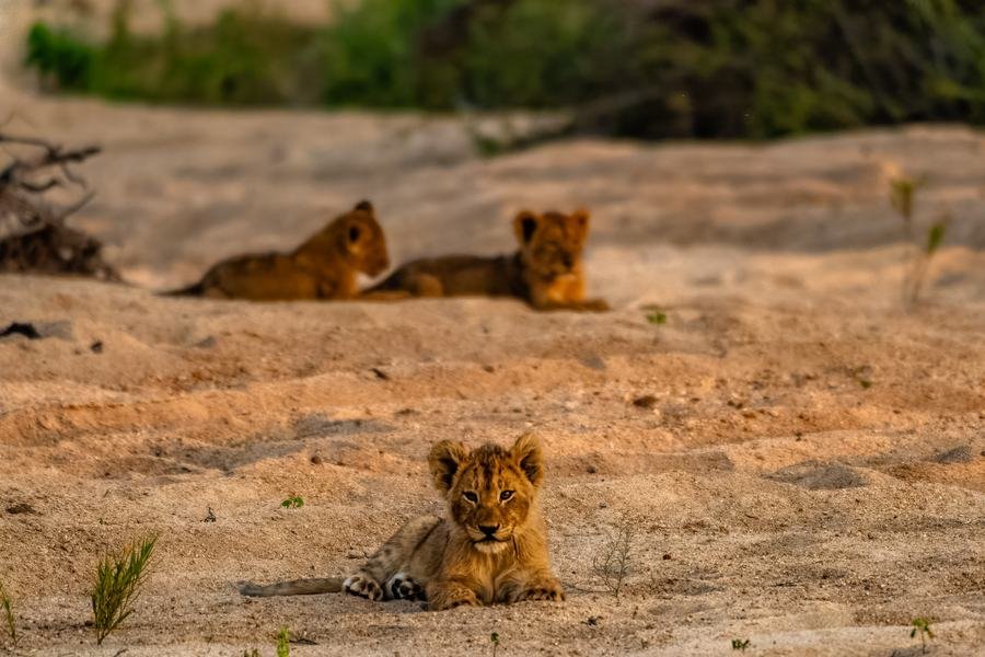 Three lion cubs resting on pale river sand, one looking into the camera, MalaMala, South Africa