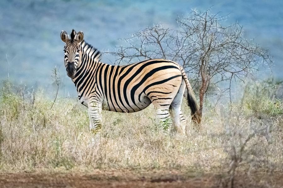 Single zebra standing in pale grass with blue water behind, Zimanga, South Africa