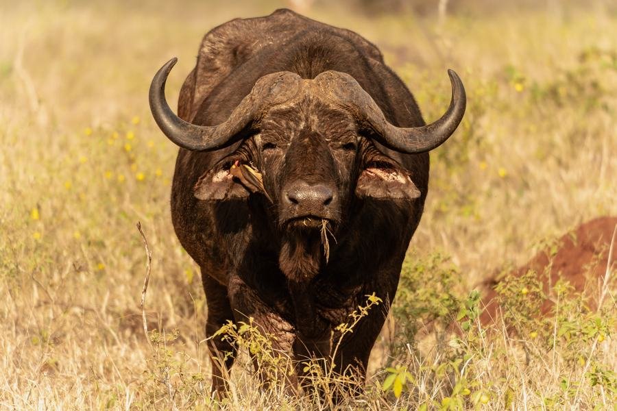 Cape buffalo bull facing the camera head-on with heavy weathered horns and oxpeckers on his face, Zimanga, South Africa