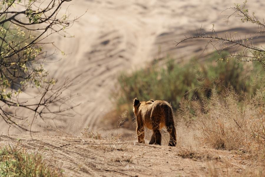 Lion cub walking alone up a sandy riverbed away from the camera, MalaMala, South Africa