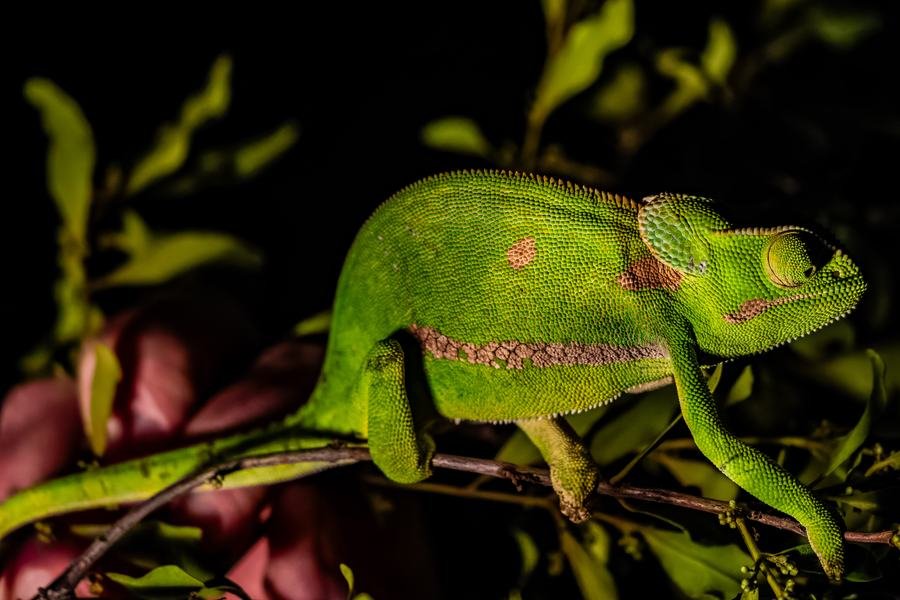 Bright green flap-necked chameleon gripping a thin branch at night, MalaMala, South Africa