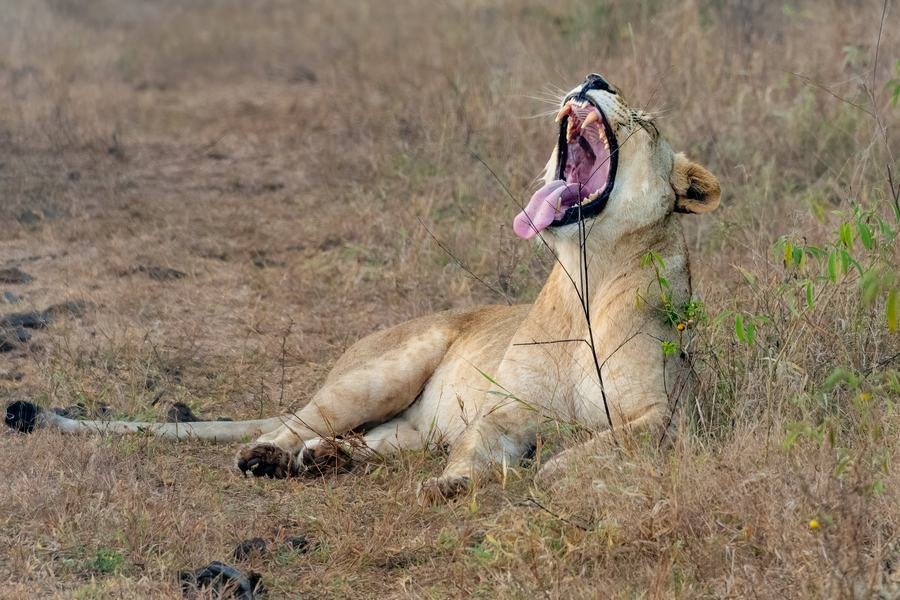Lioness lying in short grass with her head back and mouth wide open in a yawn, MalaMala, South Africa