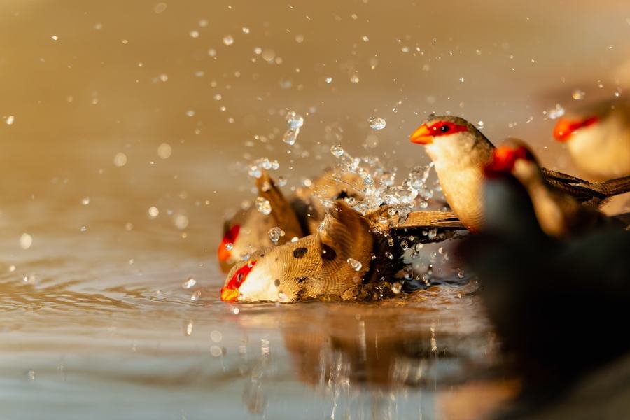 Red-billed queleas splashing and bathing at the edge of a waterhole, photographed at water level, Zimanga, South Africa