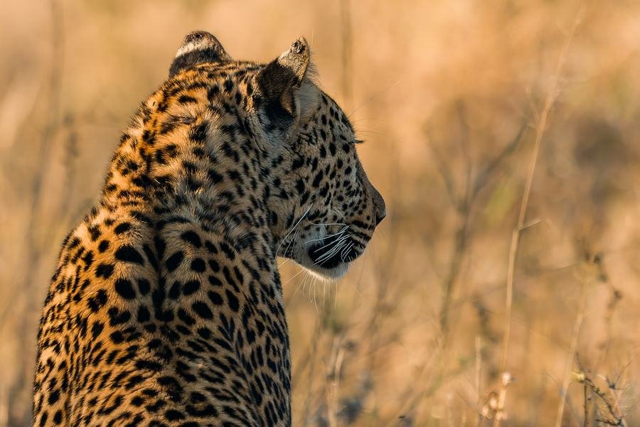 Leopard in profile in tall golden grass, looking away from the camera, MalaMala, South Africa