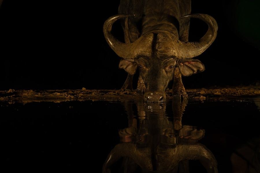 Cape buffalo lit against pure black at a night waterhole, horns and reflection mirrored in still water, Zimanga, South Africa