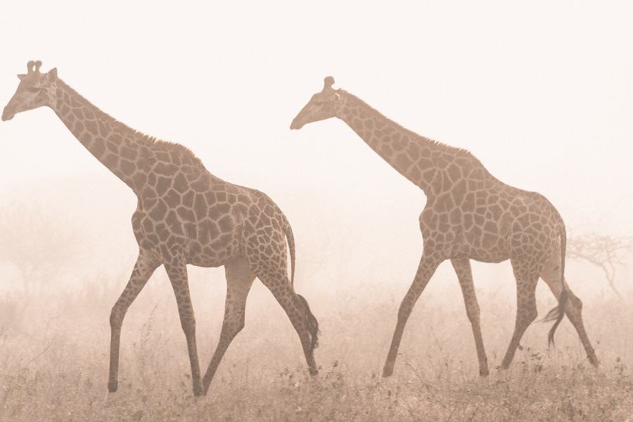 Two giraffes walking through pale fog in high key, Zimanga, South Africa