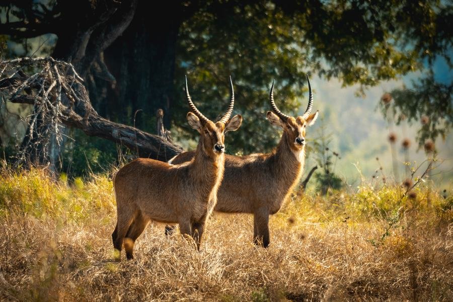 Two waterbuck rams standing together in golden grass under a dark tree line, MalaMala, South Africa