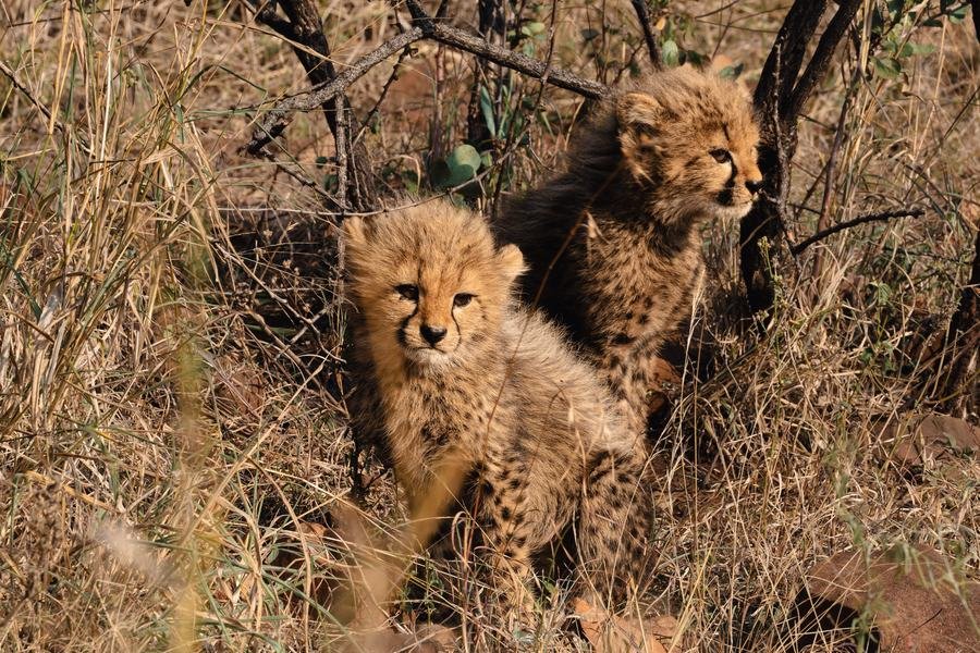 Two cheetah cubs sitting in dry grass and rock, one looking into the camera, Zimanga, South Africa