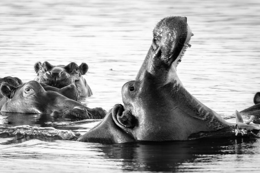 Pod of hippos in black and white, one with its mouth wide open, Zimanga, South Africa