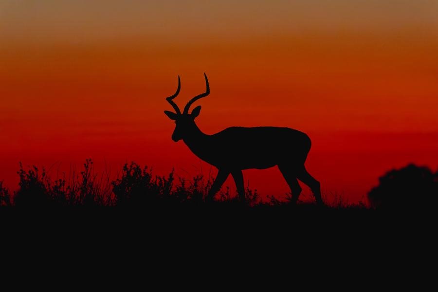 Impala silhouetted on the horizon against a deep red and orange sunset, MalaMala, South Africa