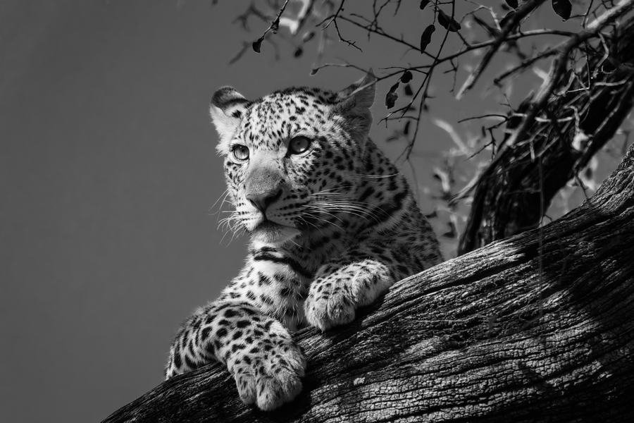 Leopard resting on a bare leadwood branch in black and white, paws hanging over the edge, MalaMala, South Africa