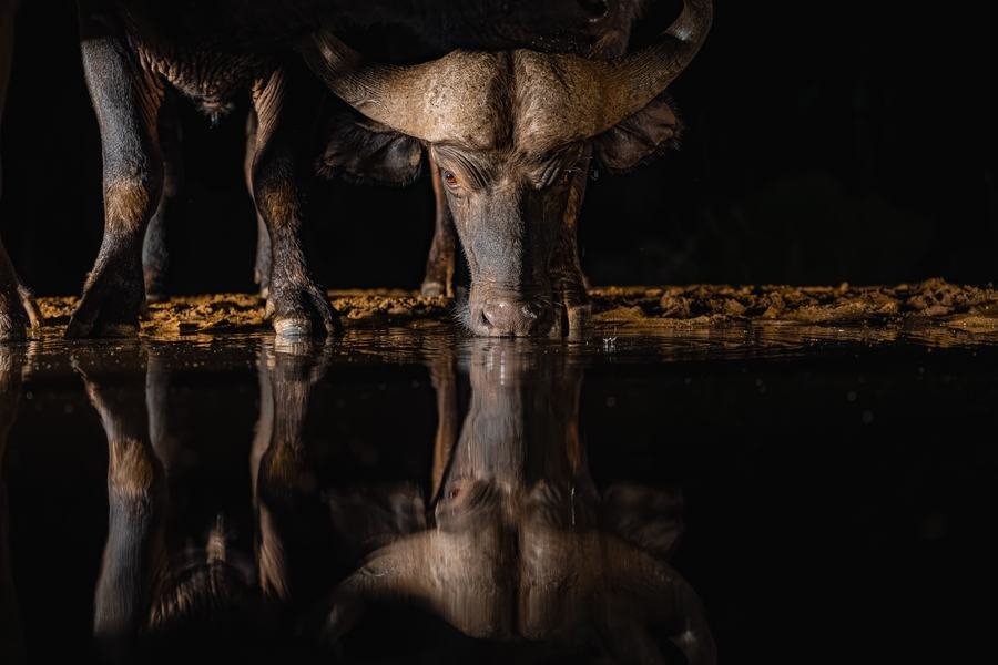 Low view of a buffalo's legs and reflection at a black night waterhole, Zimanga, South Africa