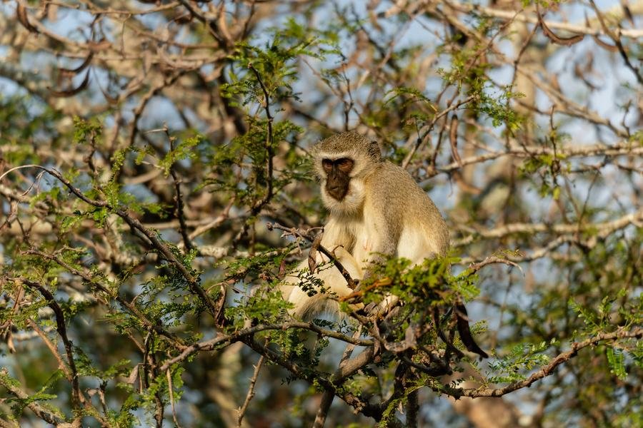 Vervet monkey sitting in a thorn tree in dappled light, Zimanga, South Africa