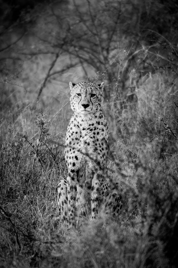 Cheetah sitting upright in tall grass in black and white, facing the camera, Zimanga, South Africa