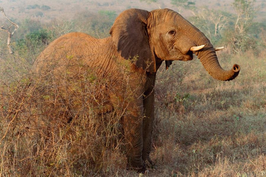 Elephant in profile in warm dusty light, trunk curled, Zimanga, South Africa