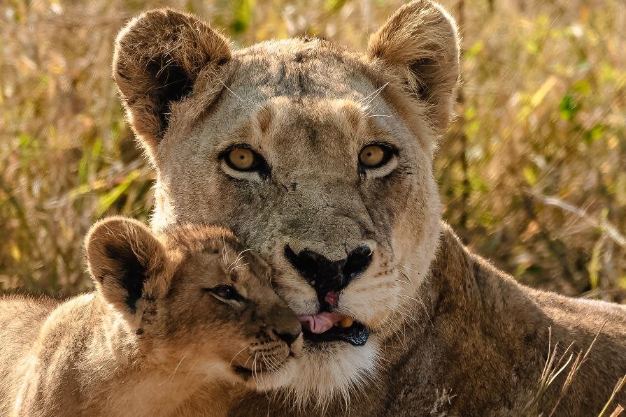 Lioness resting in dry grass with her cub pressed against her cheek, close portrait, MalaMala, South Africa