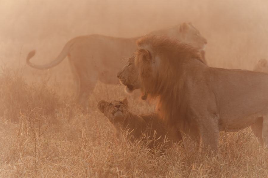 Two male lions moving through thick golden morning haze, Zimanga, South Africa