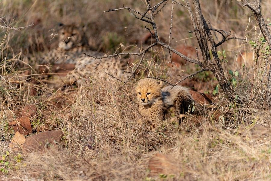 Cheetah lying in dry scrub with a cub beside her, both well camouflaged, Zimanga, South Africa