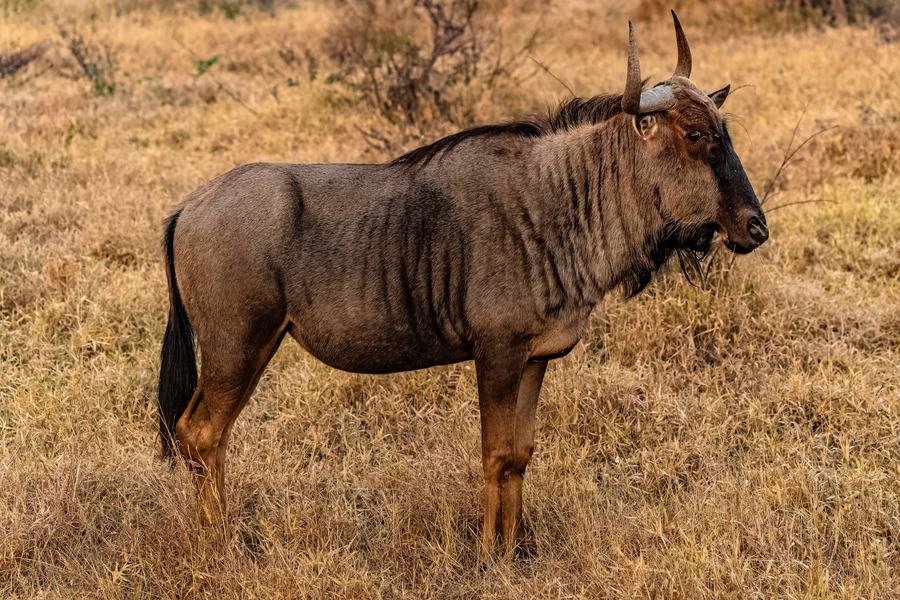 Blue wildebeest bull standing in profile in dry grass, Zimanga, South Africa