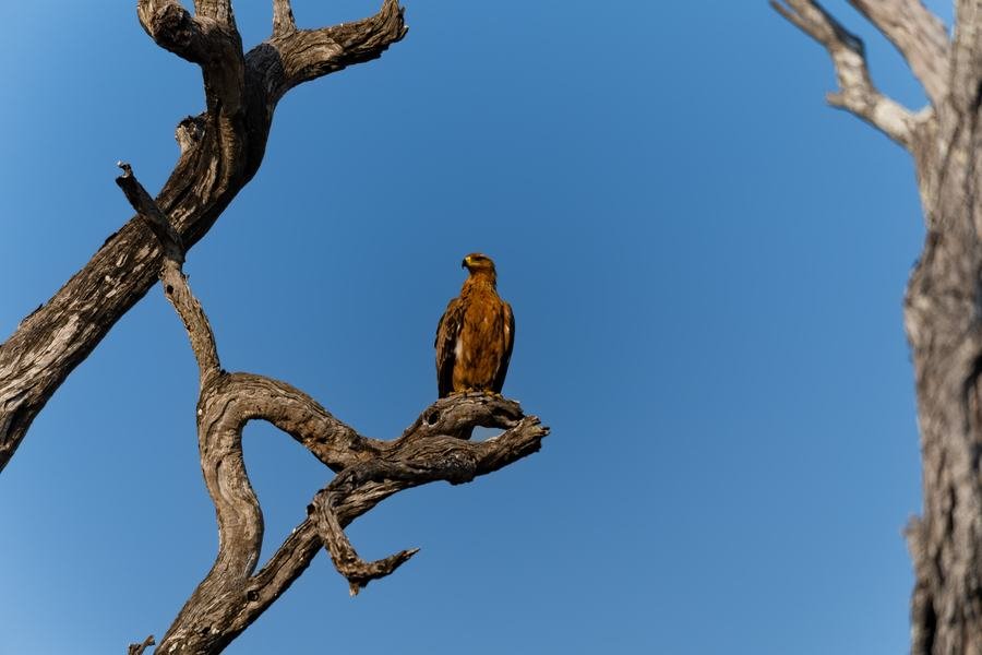Tawny eagle perched on a bare dead branch against clear blue sky, MalaMala, South Africa