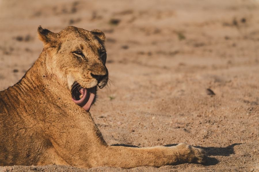Lioness lying on pale river sand, mouth open, panting in the heat, MalaMala, South Africa