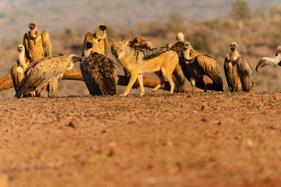 Row of white-backed vultures on red sand with two black-backed jackals moving among them, Zimanga, South Africa