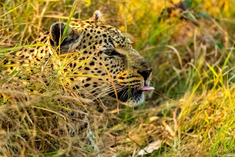 Leopard low in long backlit grass, mouth open, MalaMala, South Africa