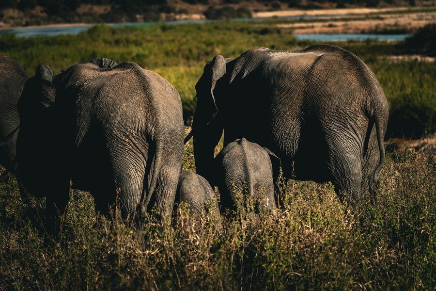 Two elephants and a calf walking through tall green summer grass, MalaMala, South Africa