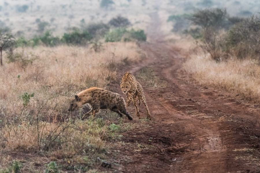Cheetah and spotted hyena facing off beside a red dirt track in the early morning, Zimanga, South Africa