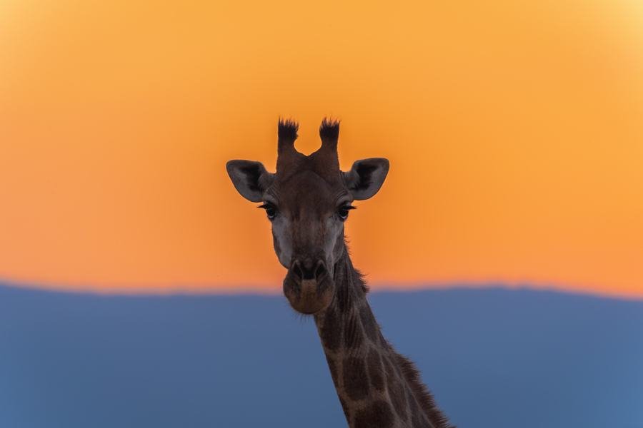 Giraffe head and neck rising against a band of orange sky above deep blue, Zimanga, South Africa