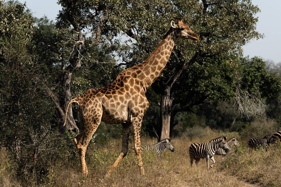 Giraffe browsing from a tall tree with zebras grazing beyond, MalaMala, South Africa