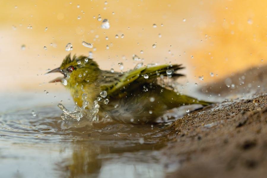Small olive-green bird bathing at the edge of a waterhole in a burst of water droplets, Zimanga, South Africa