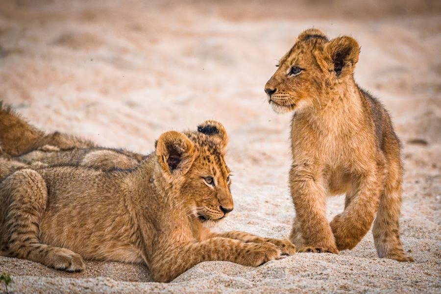 Two lion cubs on pale river sand, one lying and one standing, MalaMala, South Africa