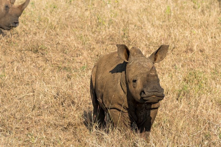 Young white rhino calf standing in golden dry grass, Zimanga, South Africa