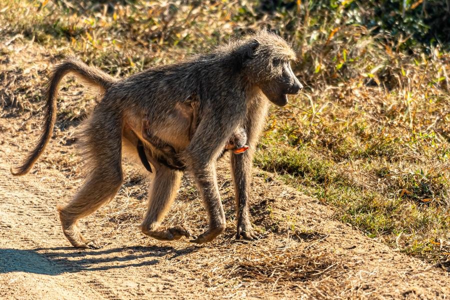 Female chacma baboon walking along a sandy track in early light with her infant riding underneath, clinging to her stomach, MalaMala, South Africa