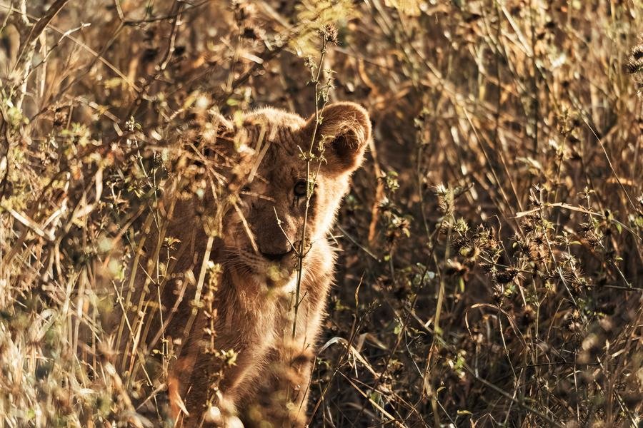 Lion cub half hidden in tall dry backlit grass, MalaMala, South Africa