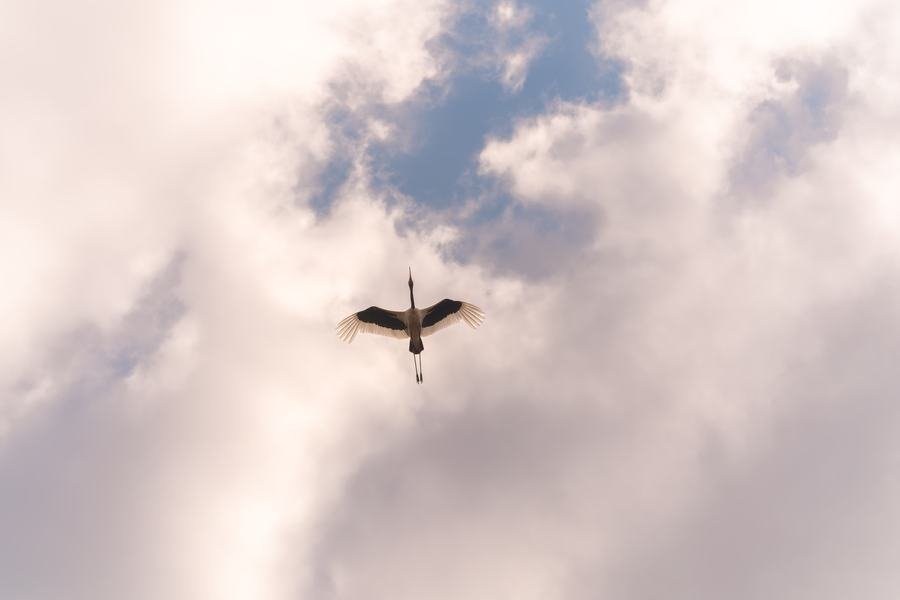 Large white bird seen from below in flight against bright cloud, wings fully spread, Zimanga, South Africa