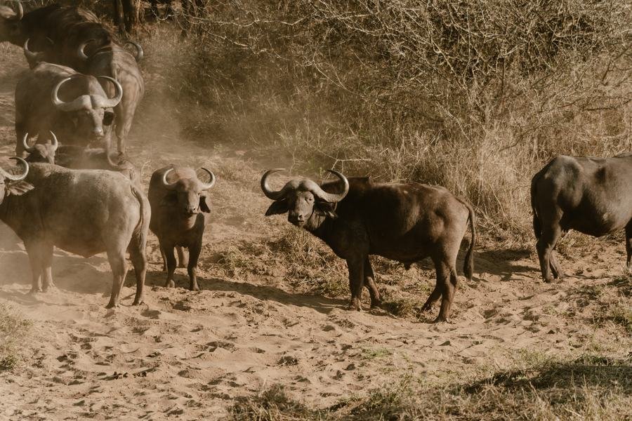 Herd of cape buffalo standing in heavy dust in warm monochrome, MalaMala, South Africa