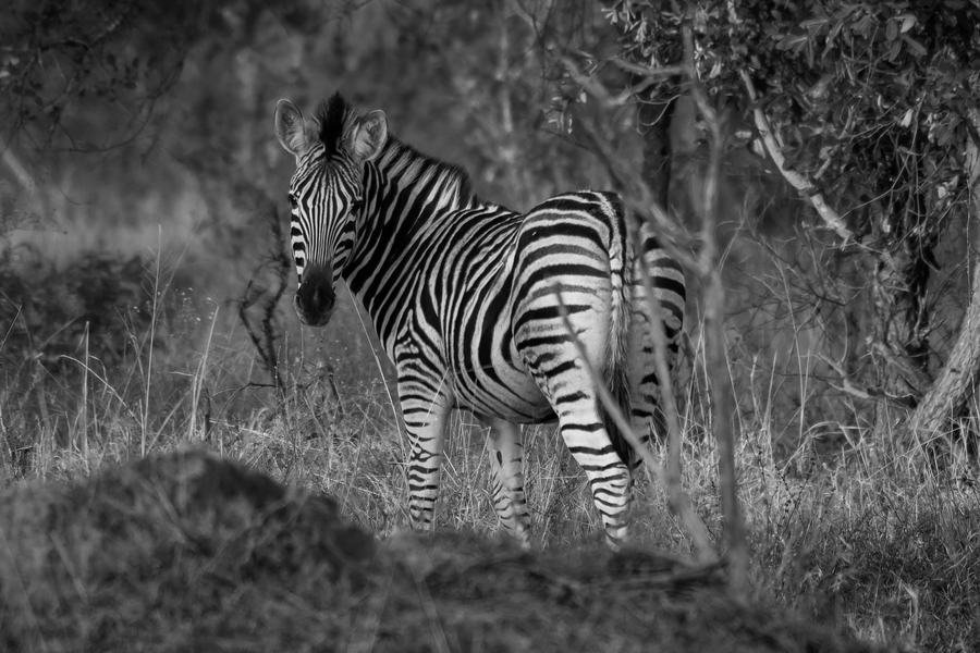 Single zebra facing the camera in black and white among dark bush, Zimanga, South Africa