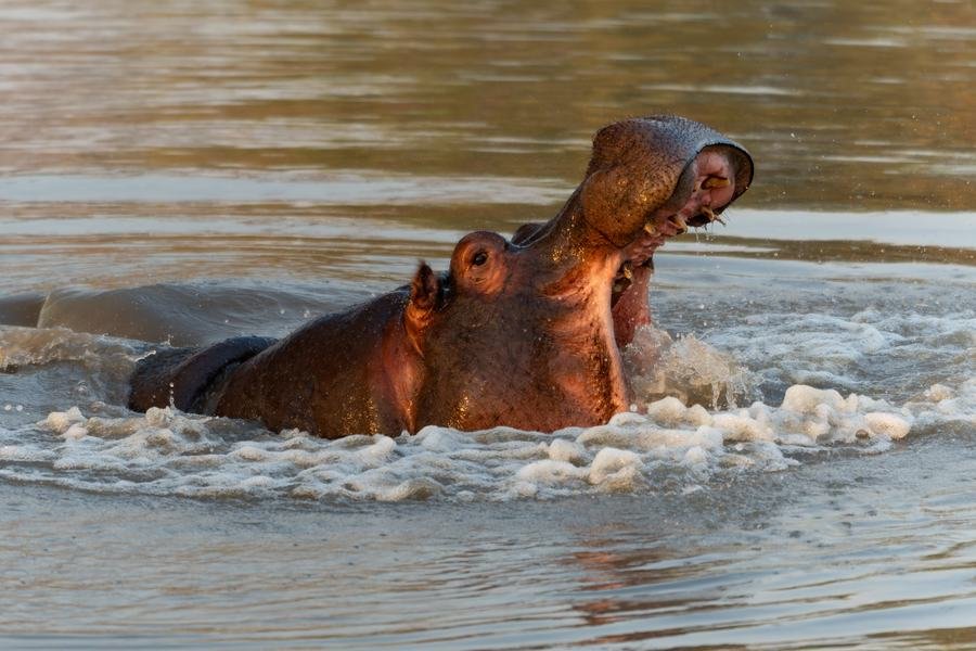 Hippo surfacing in a river with its mouth open and water breaking around it, MalaMala, South Africa