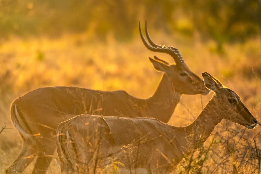 Impala backlit in tall golden grass, horns catching the light, MalaMala, South Africa