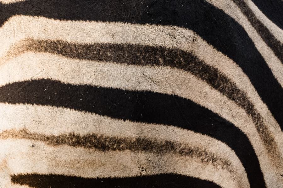 Tight abstract detail of zebra stripes across the flank, Zimanga, South Africa