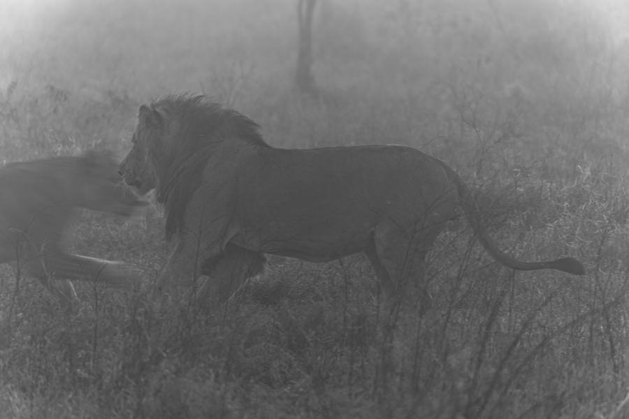 Two lions walking through dust rendered in soft monochrome, Zimanga, South Africa
