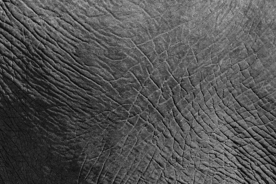 Tight black and white detail of the folds and cracks of elephant skin, Zimanga, South Africa